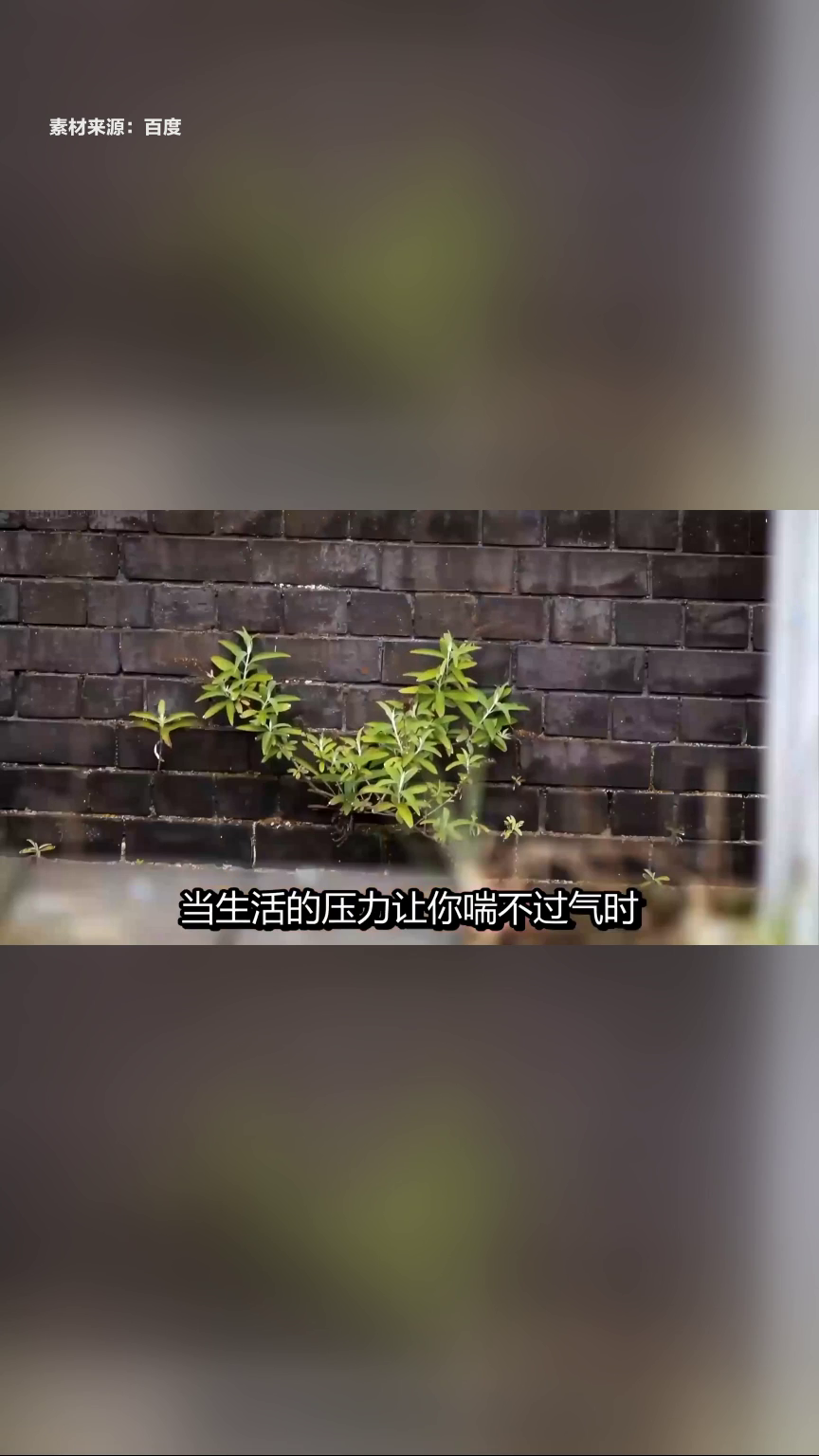低成本养砖头走红 年轻人自建精神防空洞